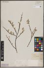 Foto von Salix aurita L.